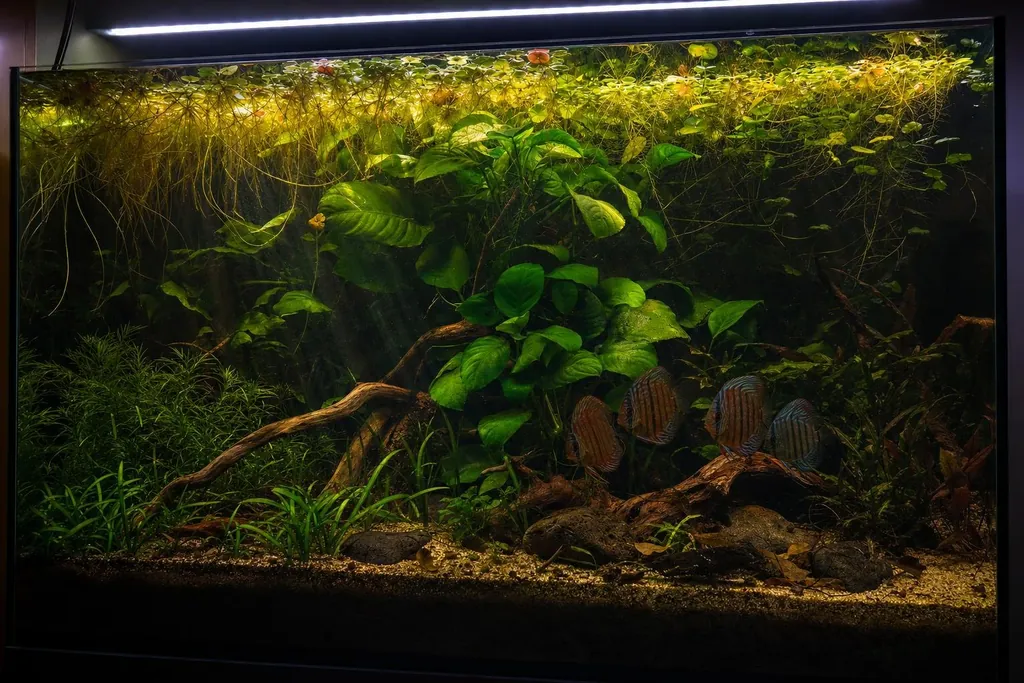Acuario plantado iluminado por una pantalla LED, con plantas flotantes que dan sombra a varios peces disco (imagen generada con AI)
