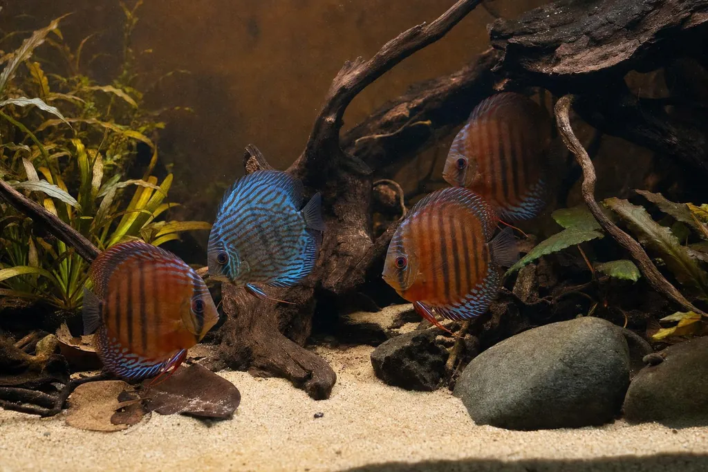 Acuario de estilo amazónico con arena clara, raíces oscuras, piedras grises y peces disco junto a las raíces (imagen generada con AI)
