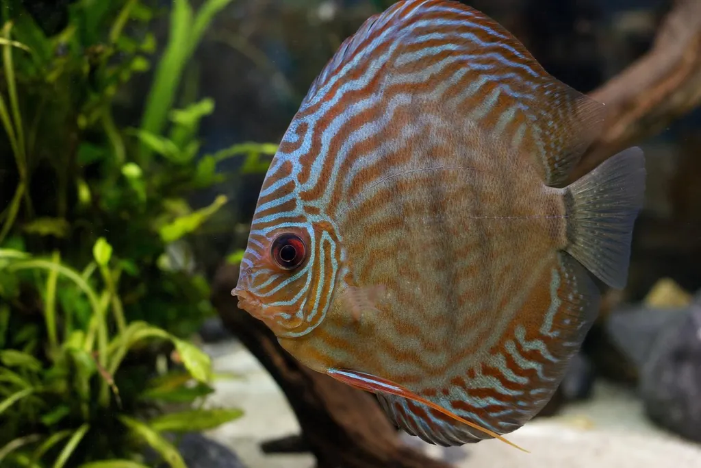 Primer plano lateral de un pez disco en un acuario plantado, con el ojo y el opérculo visibles (imagen generada con AI)