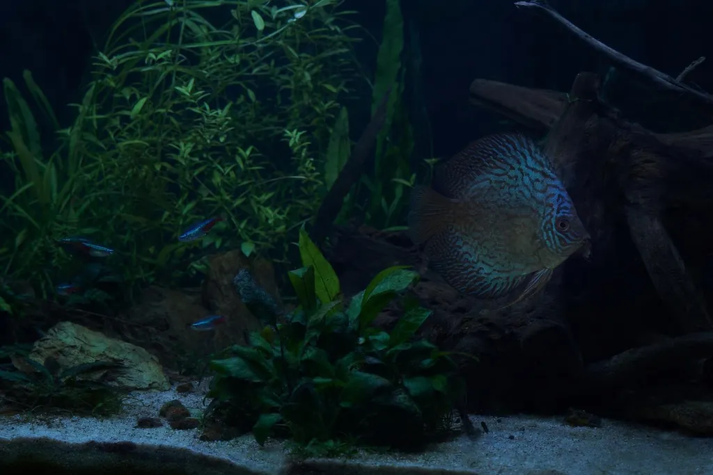 Acuario plantado de noche con luz tenue, tetras en reposo junto a las plantas y un pez disco inmóvil (imagen generada con AI)