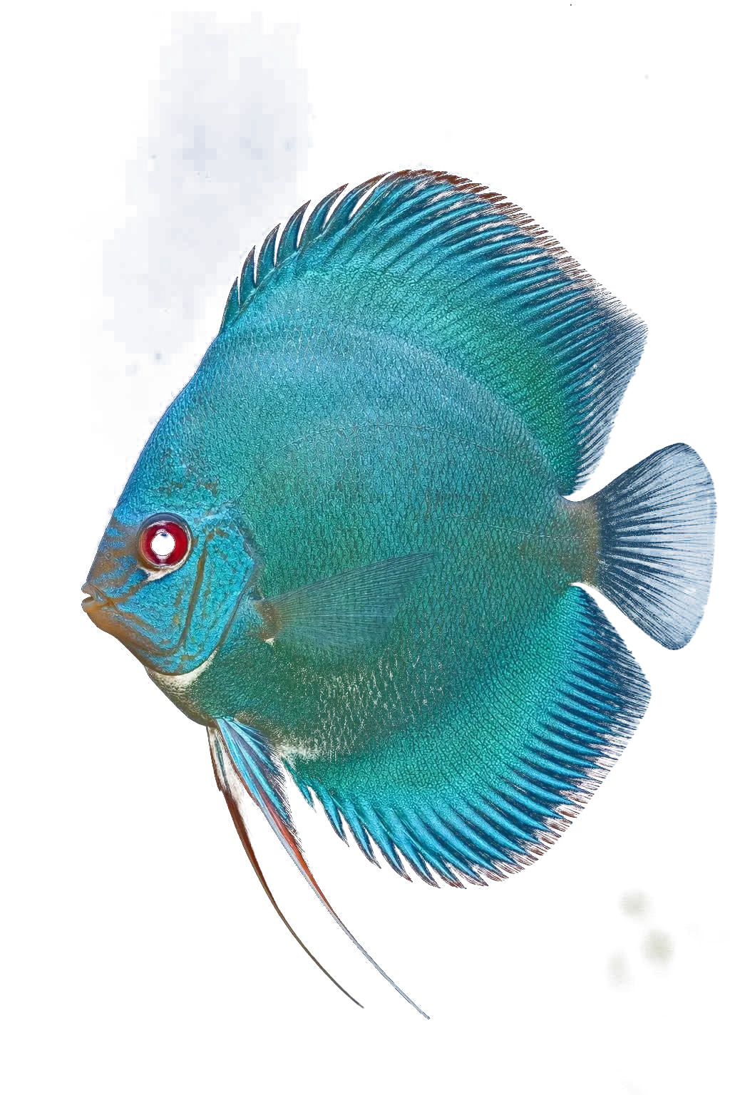 Pez disco turquesa visto de perfil (imagen generada con AI)