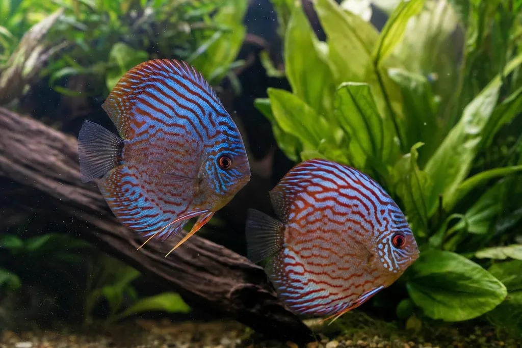 Dos peces disco de dibujo ondulado azul y rojo junto a una raíz y plantas (imagen generada con AI)