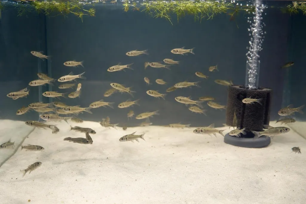 Grupo de peces jóvenes sanos nadando en un acuario de crecimiento limpio con filtro de esponja (imagen generada con AI)
