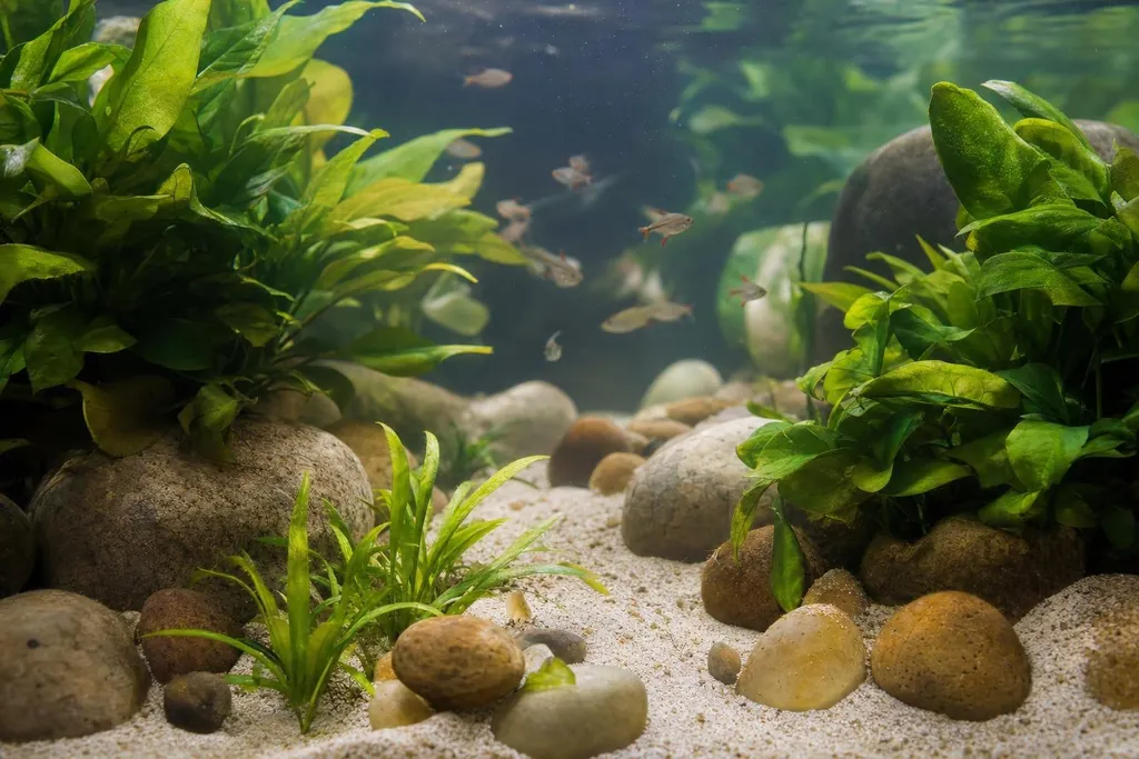 Acuario de agua dulce tranquilo con piedras redondeadas, arena fina y plantas de hoja ancha (imagen generada con AI)