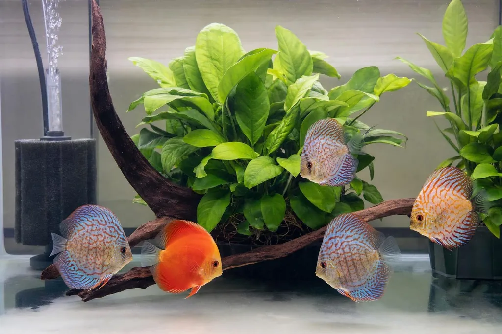 Acuario de discos con fondo desnudo, filtro de esponja y raíces, con discos sanos nadando con calma (imagen generada con AI)