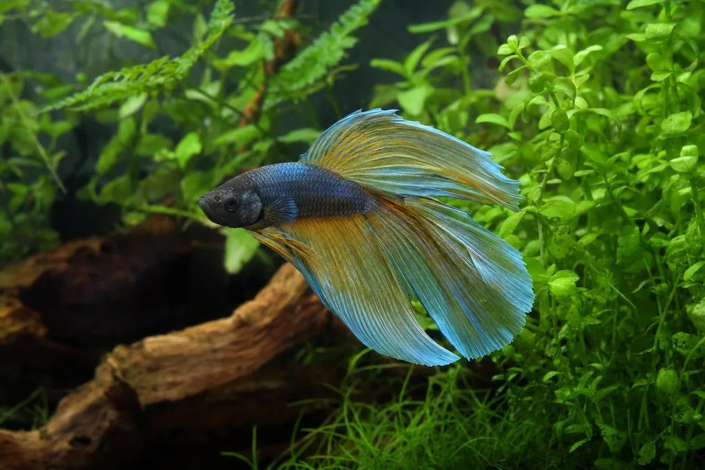 Pez sano con aletas largas e intactas nadando en un acuario limpio con plantas y raíces (imagen generada con AI)