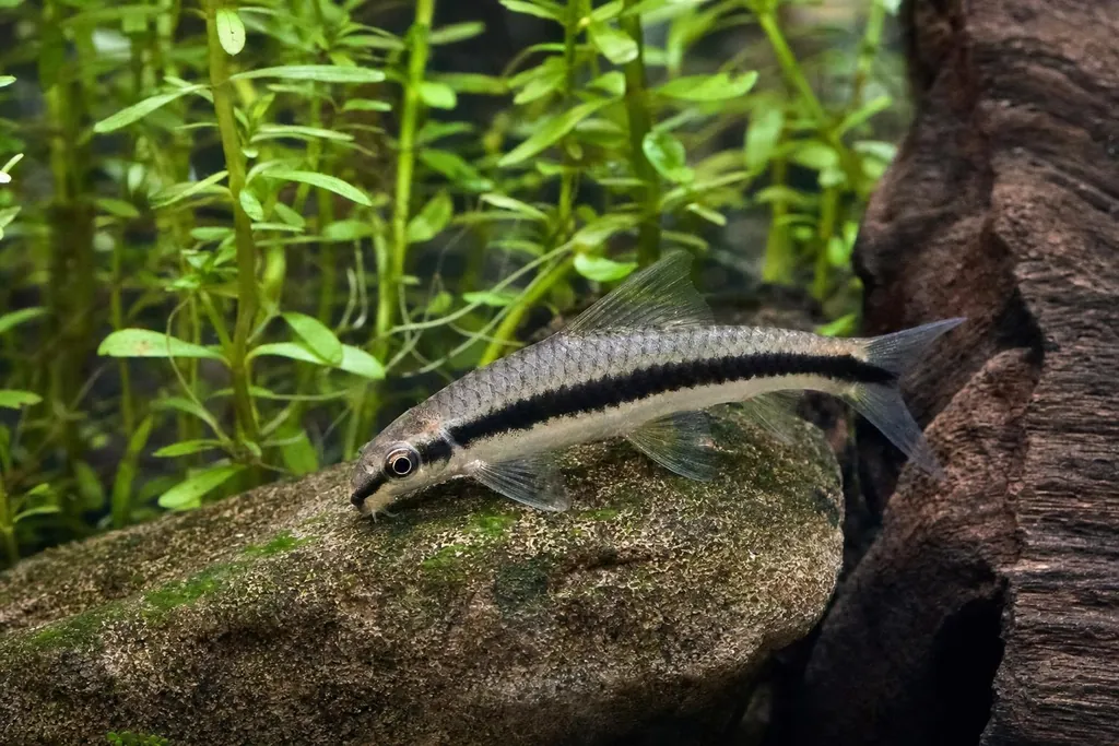 Alguero siamés plateado con una franja negra que llega hasta la cola raspando algas sobre una roca (imagen generada con AI)