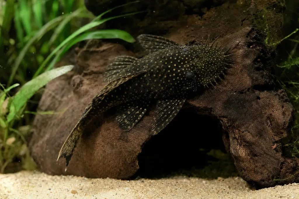 Ancistrus de cuerpo oscuro moteado y bigotes carnosos en el hocico adherido a una raíz junto a una cueva (imagen generada con AI)