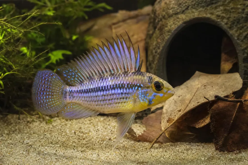 Macho de Apistogramma borellii con cuerpo amarillento y reflejos azulados junto a una pequeña cueva (imagen generada con AI)
