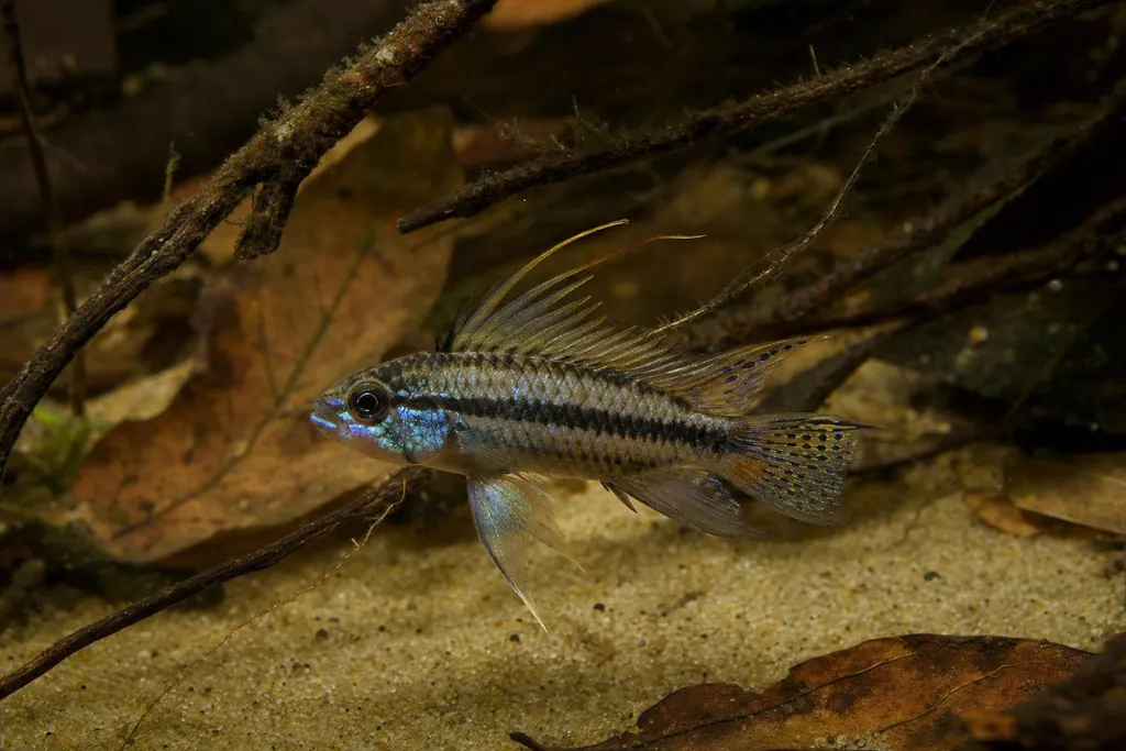 Macho de Apistogramma trifasciata con reflejos azules y una banda oscura lateral sobre hojas secas (imagen generada con AI)