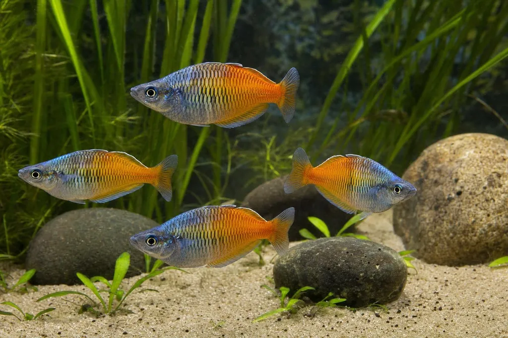 Grupo de peces arcoíris de Boeseman con la mitad delantera azulada y la trasera anaranjada nadando entre plantas (imagen generada con AI)