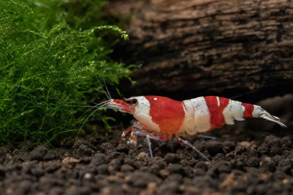 Gamba crystal red con bandas rojas y blancas sobre sustrato oscuro junto a musgo (imagen generada con AI)
