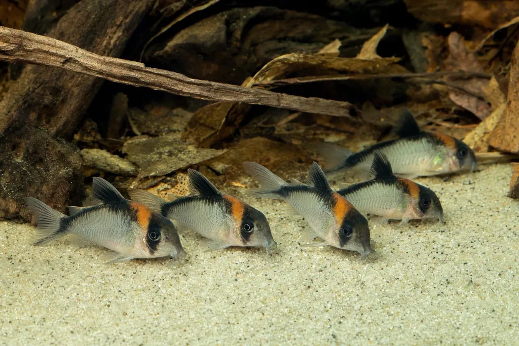 Grupo de Corydoras duplicareus sobre arena fina con banda negra en el lomo y mancha naranja en la frente (imagen generada con AI)