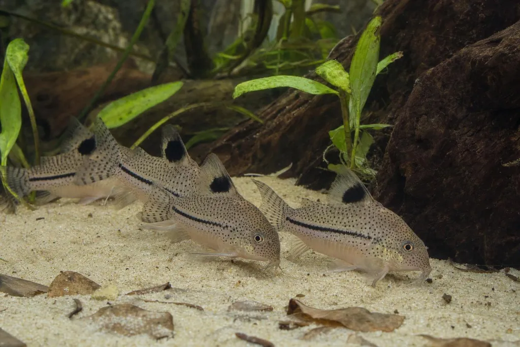 Grupo de Corydoras julii moteados buscando comida sobre arena fina en un acuario plantado (imagen generada con AI)