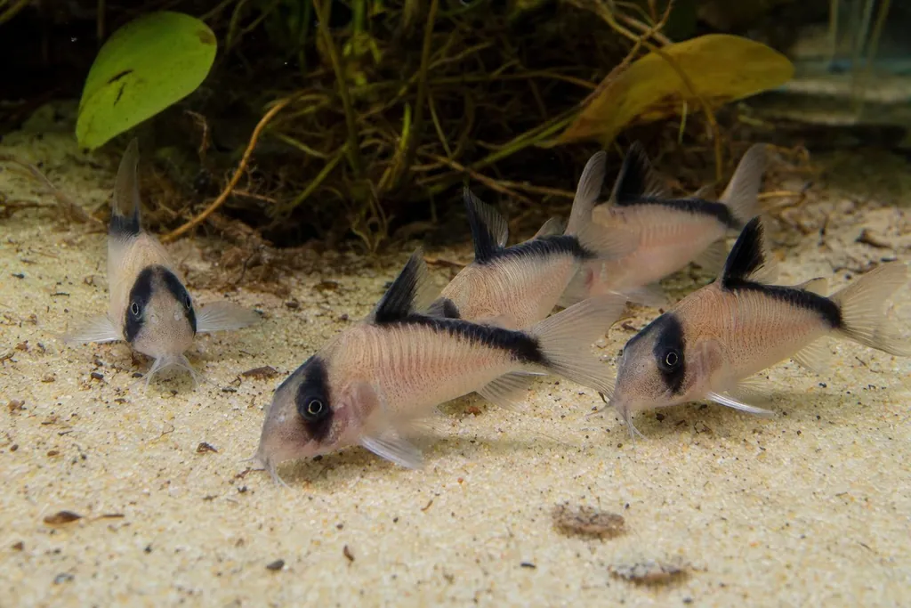 Varios Corydoras metae sobre arena clara con antifaz negro y franja oscura a lo largo del lomo (imagen generada con AI)