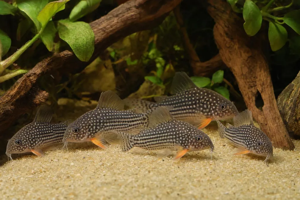 Corydoras sterbai de cuerpo oscuro con puntos blancos y aletas pectorales anaranjadas sobre arena clara (imagen generada con AI)