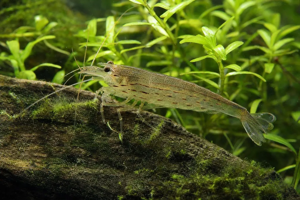 Gamba amano translúcida con puntos rojizos en los costados limpiando algas sobre una raíz con musgo (imagen generada con AI)