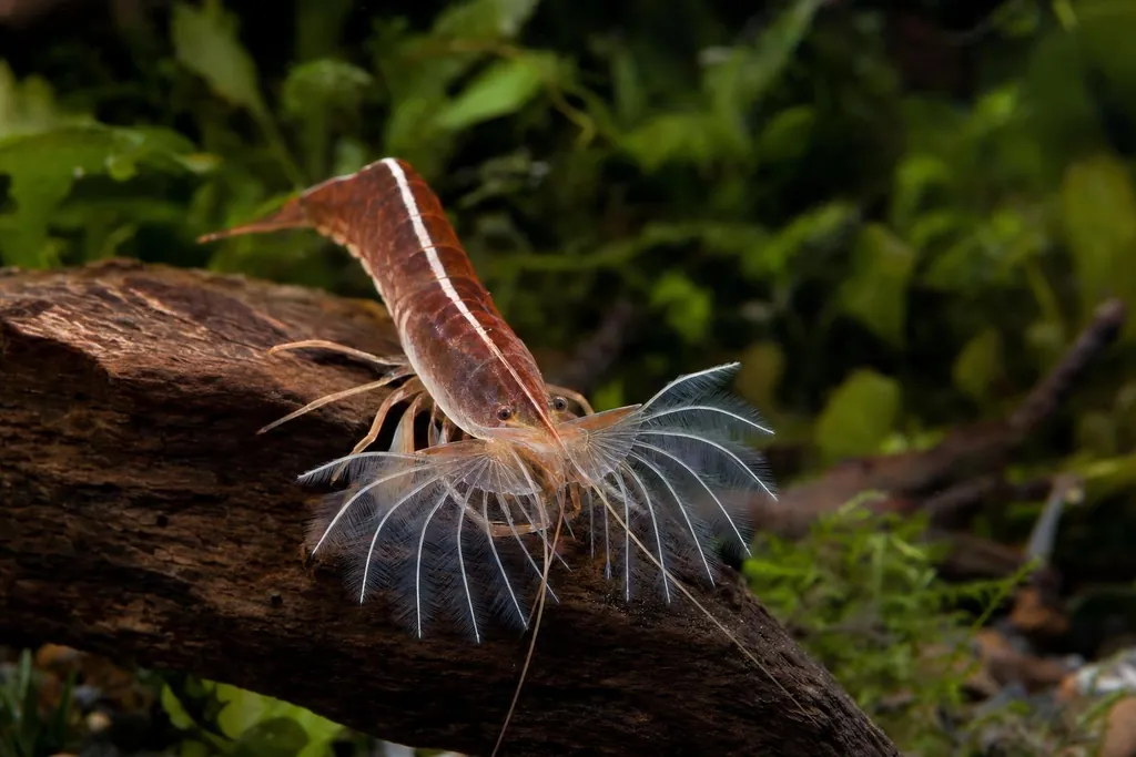 Gamba de bambú de color pardo rojizo sobre una raíz con los abanicos abiertos para filtrar el agua (imagen generada con AI)