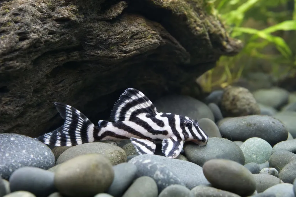 Pleco cebra blanco con rayas negras sobre piedras lisas junto a la entrada de una cueva (imagen generada con AI)