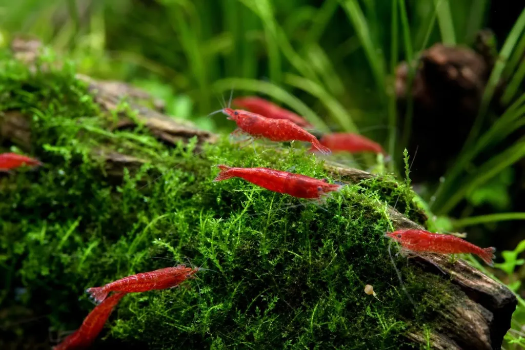 Varias gambas Neocaridina rojas pastando sobre un tronco cubierto de musgo en un acuario (imagen generada con AI)