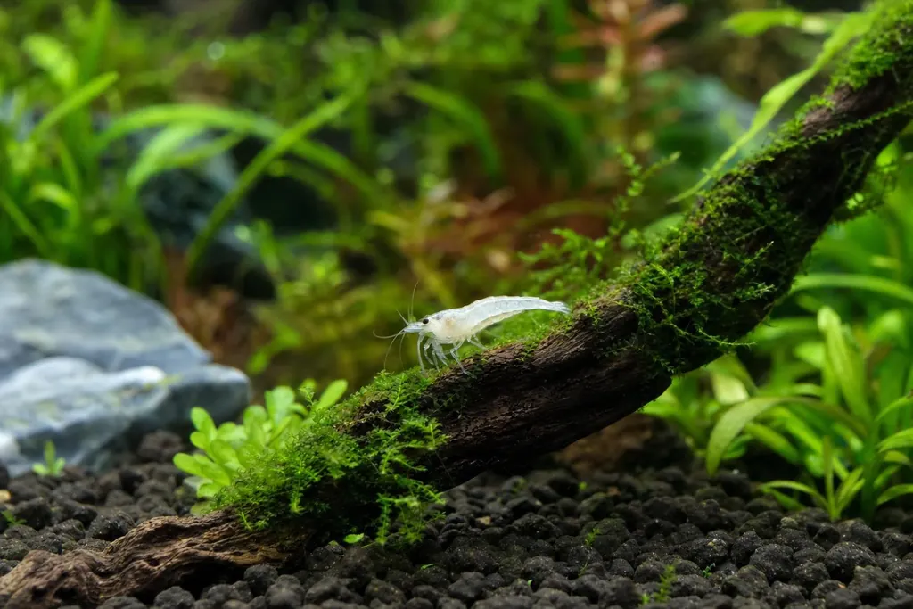 Gamba white pearl de color blanco translúcido alimentándose sobre musgo en un tronco (imagen generada con AI)