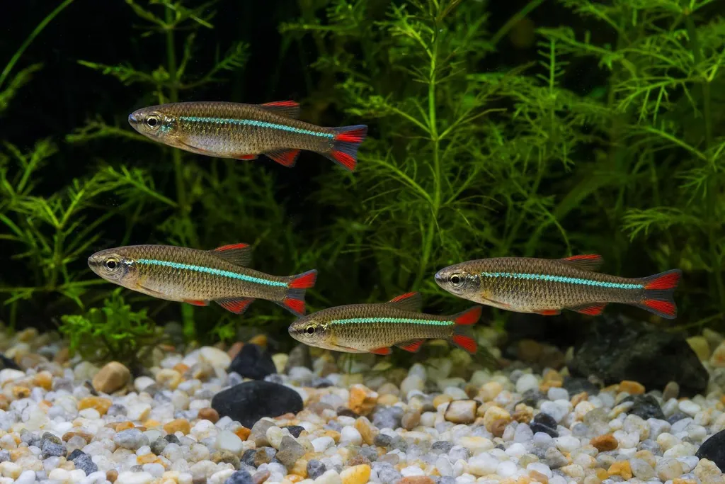 Grupo de neones chinos de cuerpo esbelto con línea dorada y aletas rojizas en un acuario plantado (imagen generada con AI)