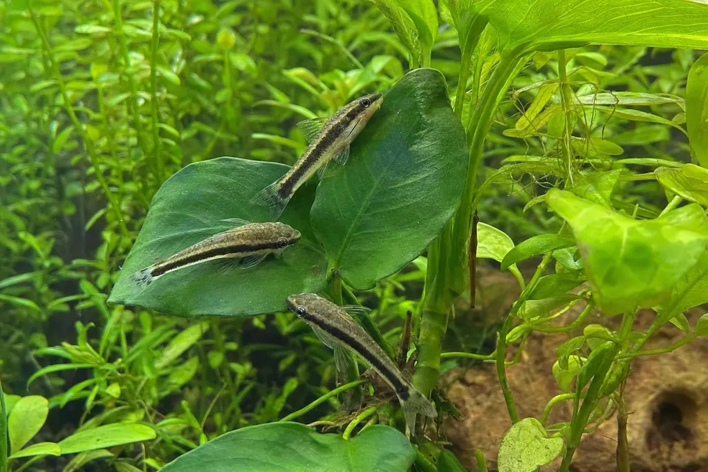 Tres Otocinclus adheridos a una hoja ancha en un acuario plantado, con la franja oscura lateral (imagen generada con AI)