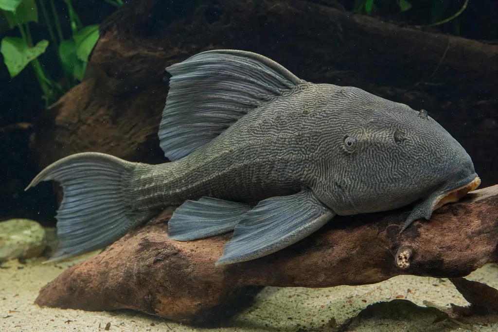 Panaque de cuerpo gris con finas líneas oscuras apoyado sobre un tronco sumergido en un acuario (imagen generada con AI)