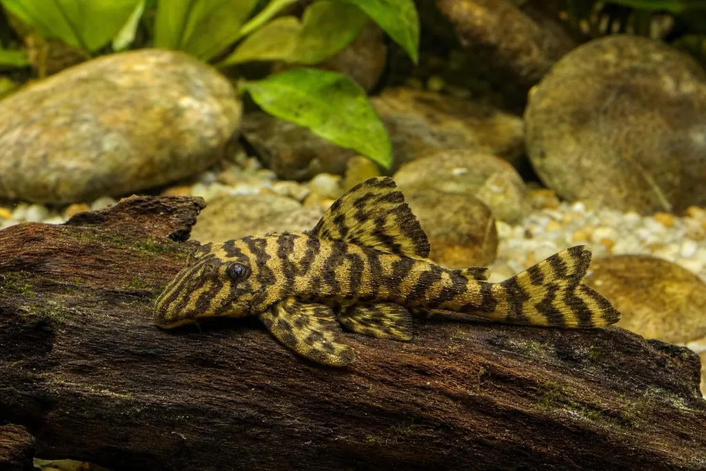 Pequeño pleco Peckoltia L015 de tono pardo amarillento con bandas oscuras sobre una raíz (imagen generada con AI)