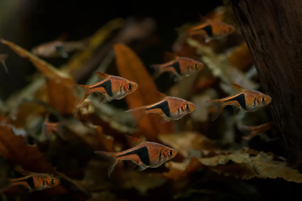 Cardumen de rasboras arlequín de tono anaranjado con mancha negra triangular frente a plantas de hoja ancha (imagen generada con AI)