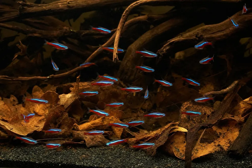 Gran banco de tetras cardenales con franja azul y vientre rojo entre ramas en agua ámbar (imagen generada con AI)