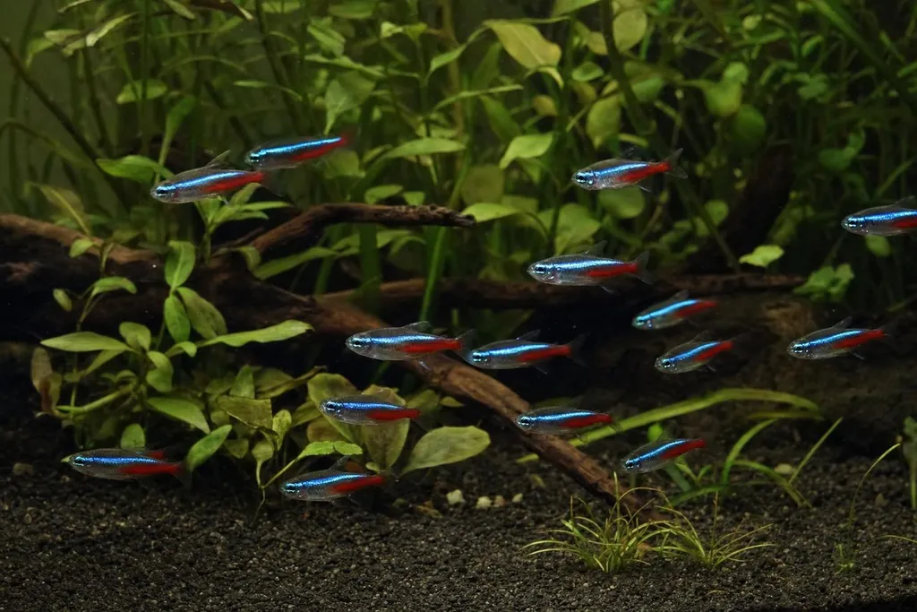 Banco de tetras neón con franja azul y roja nadando entre plantas y raíces en un acuario (imagen generada con AI)