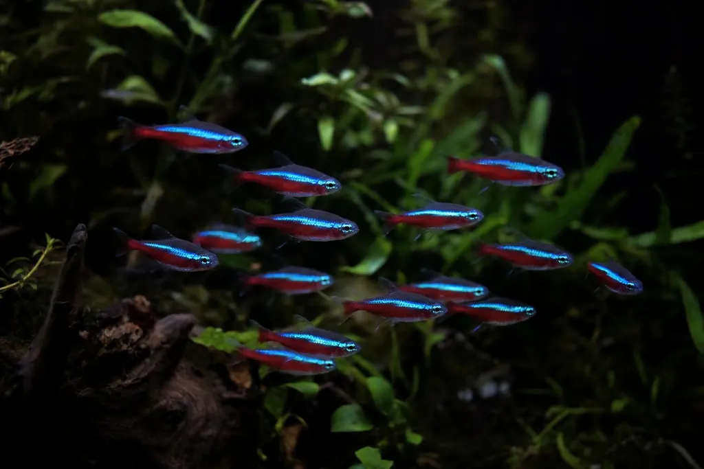Banco de tetras neón en un acuario con poca luz (imagen generada con AI)
