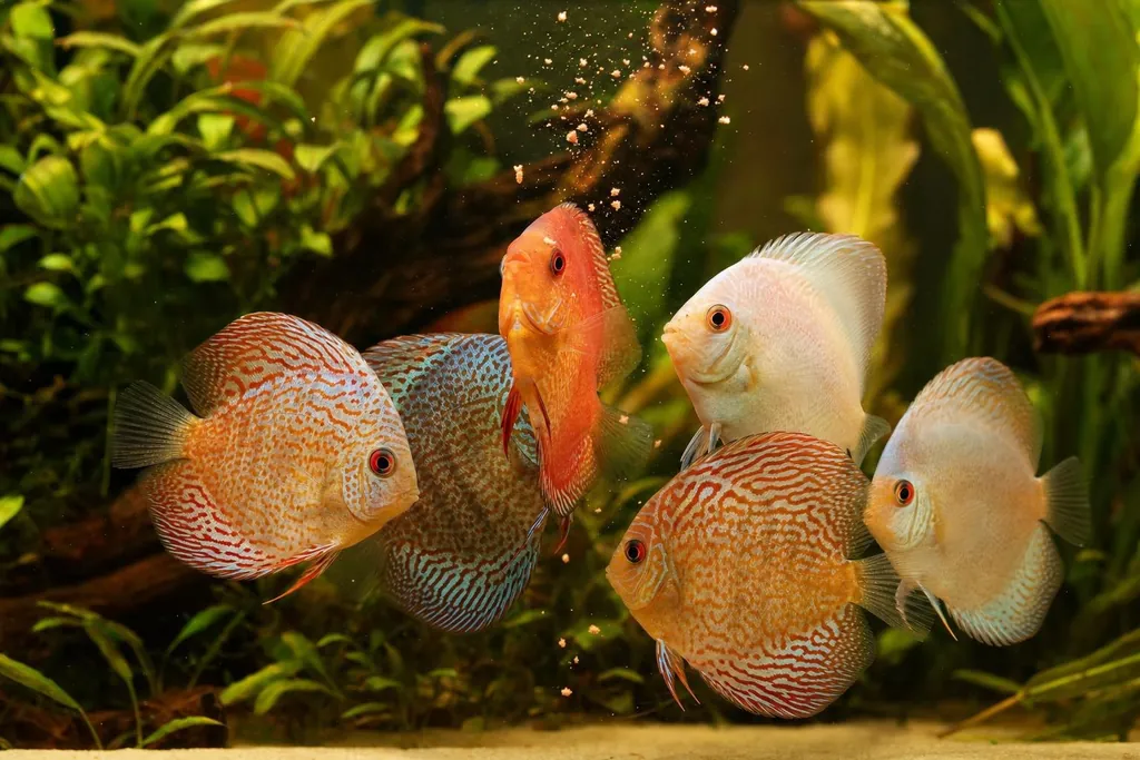 Varios peces disco reuniéndose junto al cristal mientras cae alimento en un acuario limpio (imagen generada con AI)