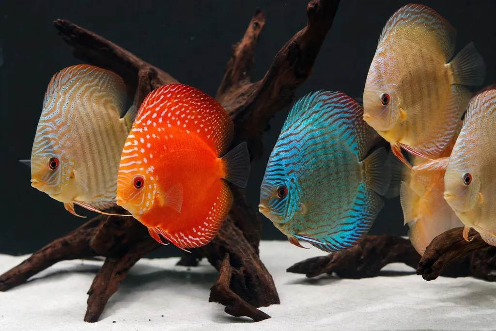 Grupo de peces disco de distintas variedades de color nadando juntos en un acuario limpio con raíces (imagen generada con AI)