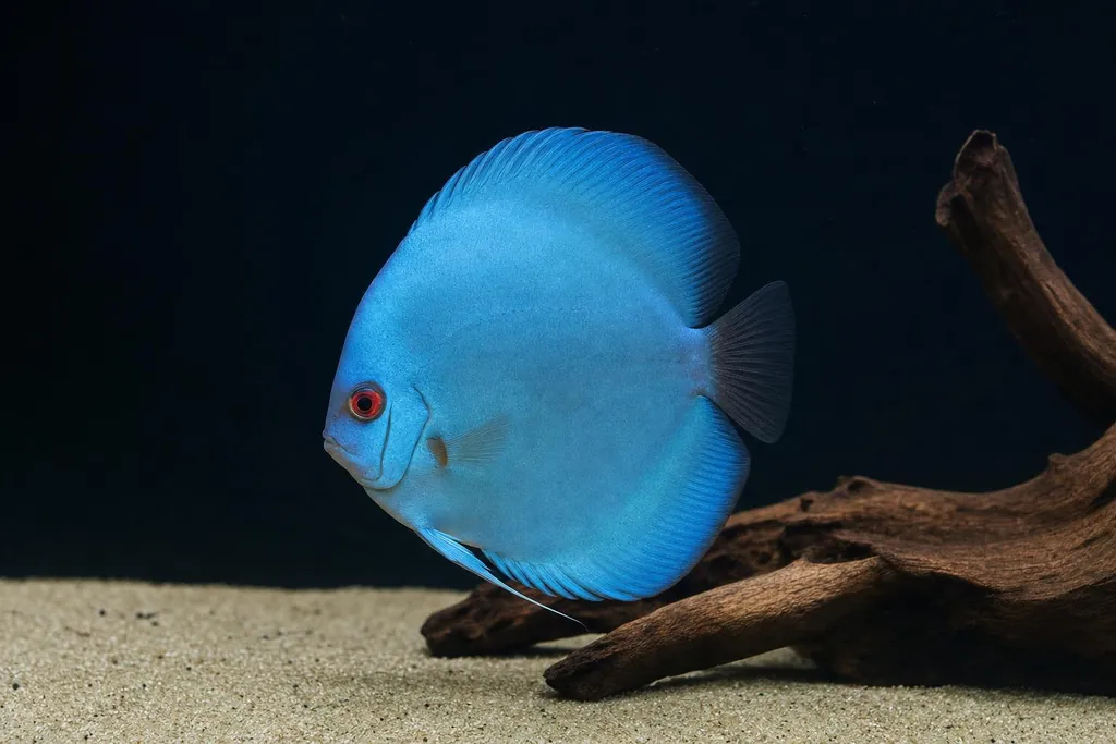 Pez disco blue diamond de color azul liso y uniforme nadando en un acuario de fondo oscuro (imagen generada con AI)
