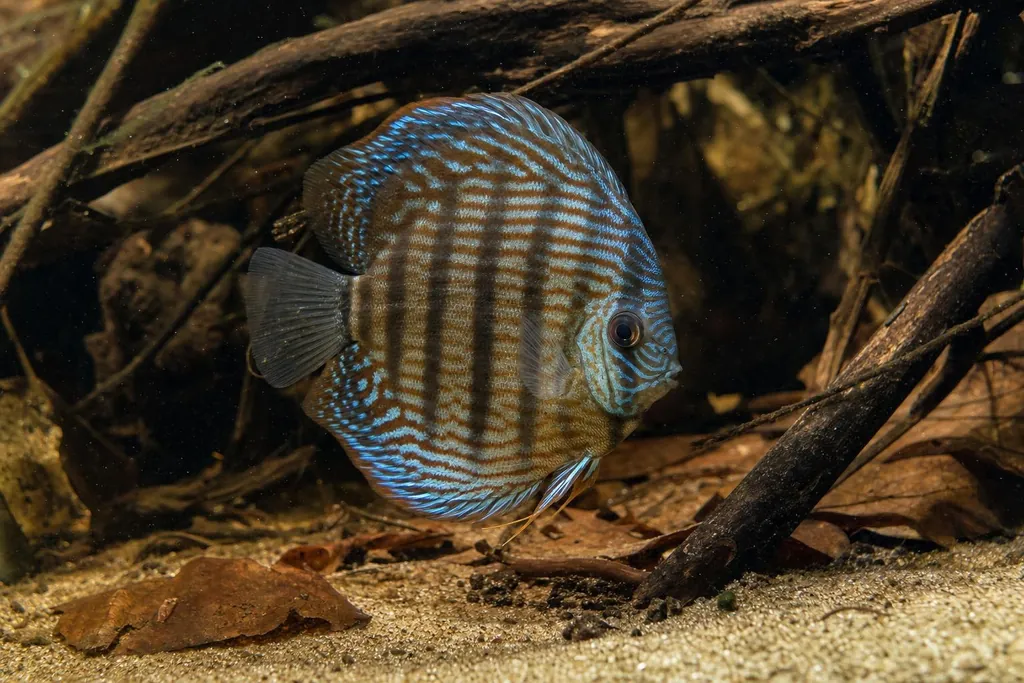 Pez disco salvaje azul con finas líneas turquesa nadando entre ramas en un acuario de agua oscura (imagen generada con AI)