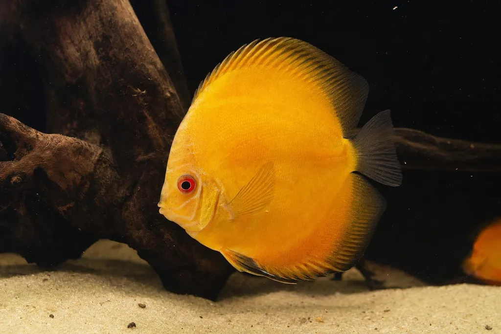 Pez disco dorado de color amarillo uniforme nadando en un acuario tranquilo de fondo oscuro (imagen generada con AI)
