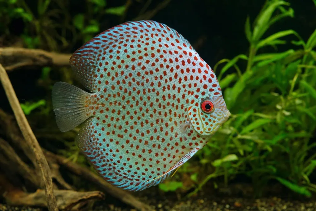 Pez disco de cuerpo claro cubierto de pequeñas motas rojas nadando delante de plantas verdes (imagen generada con AI)