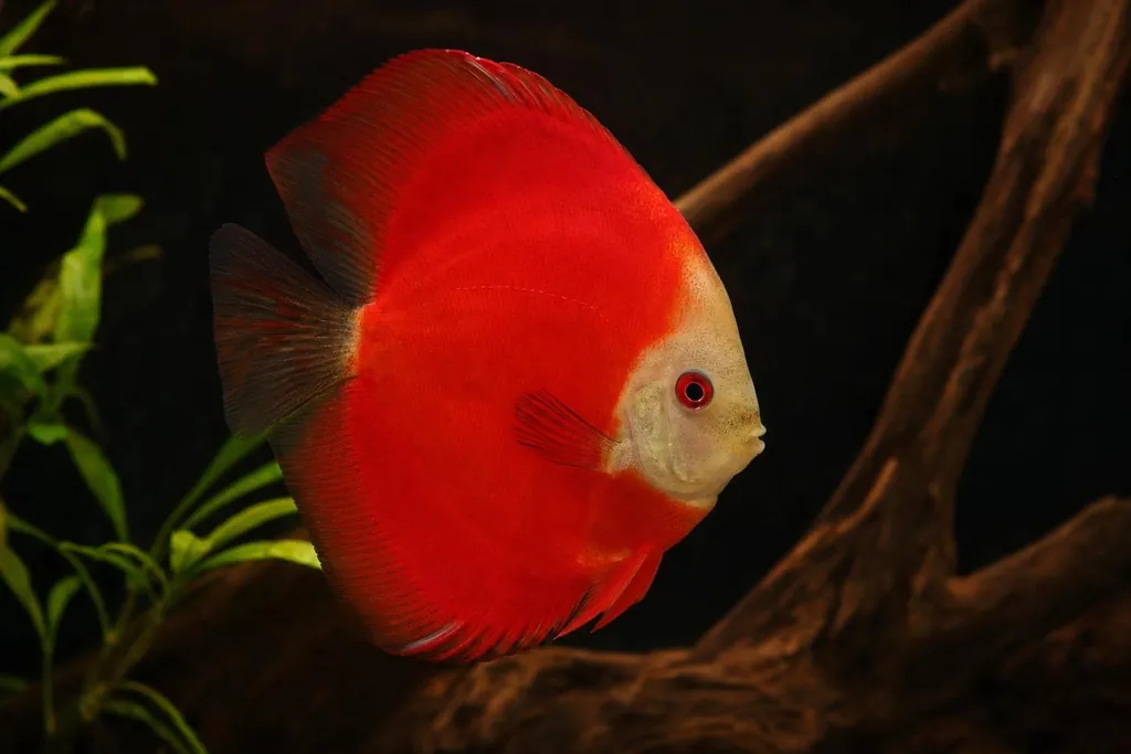 Pez disco de cuerpo rojo y cabeza clara nadando junto a una raíz en un acuario de fondo oscuro (imagen generada con AI)
