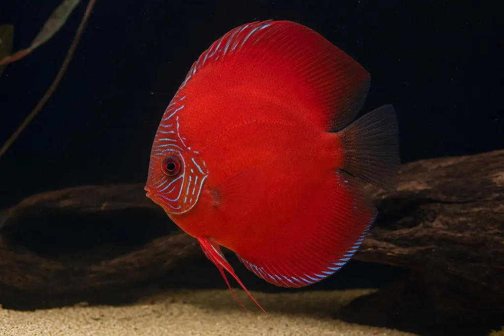Pez disco de cuerpo casi completamente rojo con finas líneas turquesa en la cabeza nadando en un acuario (imagen generada con AI)
