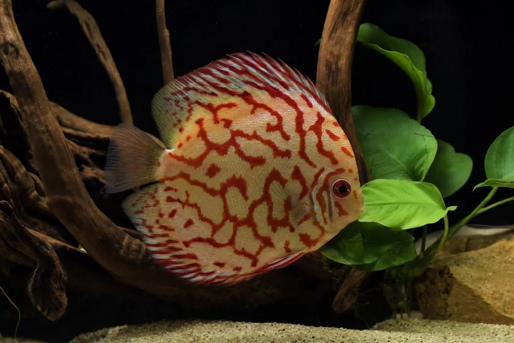 Pez disco de fondo claro con manchas rojas irregulares nadando en un acuario de fondo oscuro (imagen generada con AI)