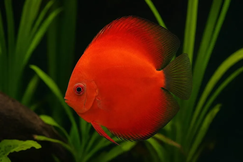 Pez disco de rojo escarlata intenso nadando delante de hojas verdes en un acuario de fondo oscuro (imagen generada con AI)