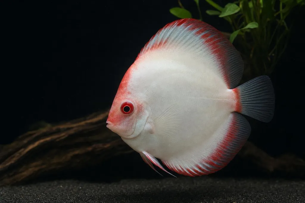 Pez disco de cuerpo blanco con zonas rojas en la cabeza y las aletas nadando en un acuario de fondo oscuro (imagen generada con AI)