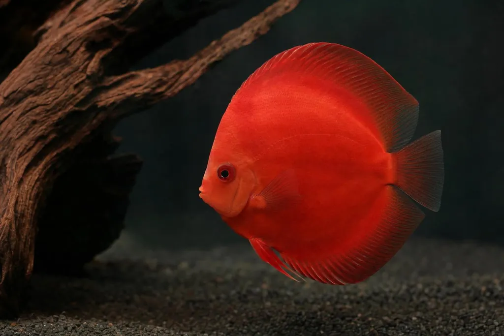 Pez disco de color rojo rosado intenso y casi uniforme nadando en un acuario de fondo oscuro (imagen generada con AI)
