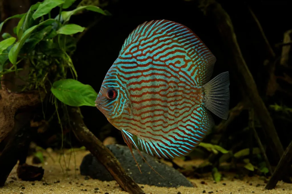 Pez disco turquesa con el cuerpo cubierto de líneas azul verdoso nadando en un acuario limpio con plantas (imagen generada con AI)