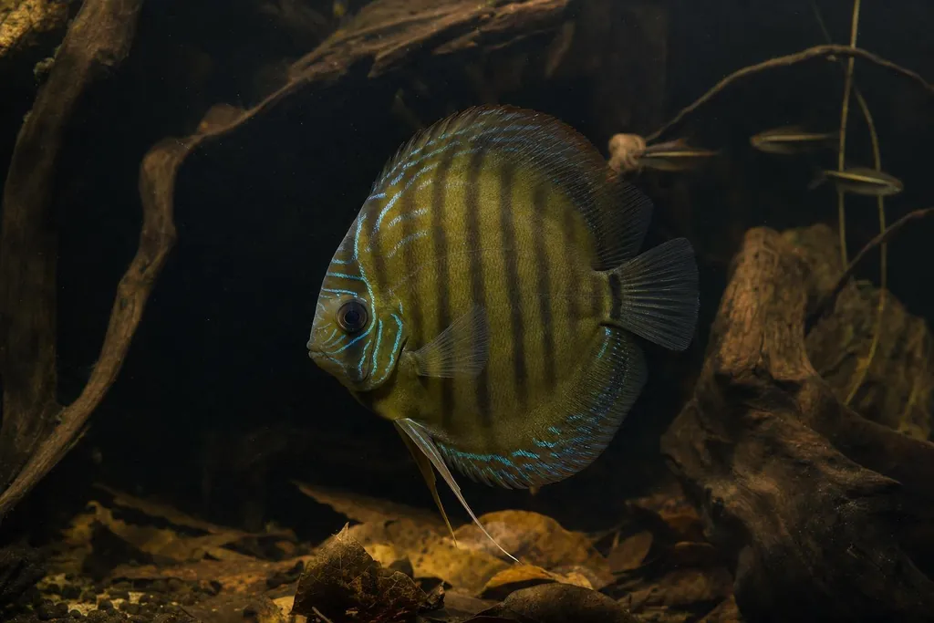 Pez disco verde salvaje nadando en un acuario oscuro de aspecto natural con raíces sumergidas (imagen generada con AI)