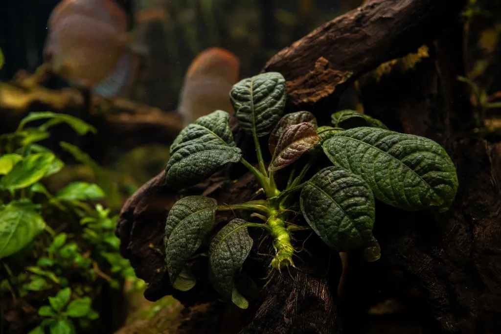 Anubias coffeefolia de hojas rugosas verde oscuro fijada a una raíz en un acuario de luz tenue (imagen generada con AI)