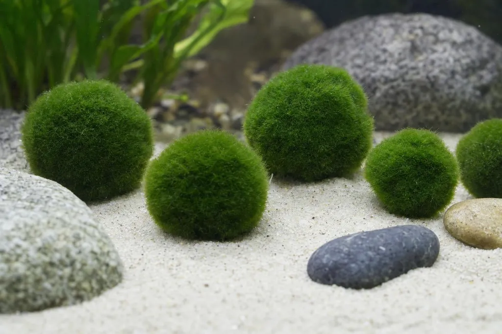 Varias bolas verdes de marimo con superficie aterciopelada sobre arena clara en un acuario de agua fresca (imagen generada con AI)