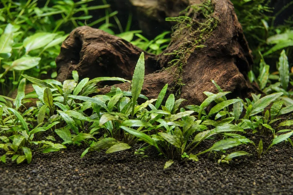 Matas bajas de Cryptocoryne willisii de hojas estrechas verdes en el primer plano de un acuario plantado (imagen generada con AI)